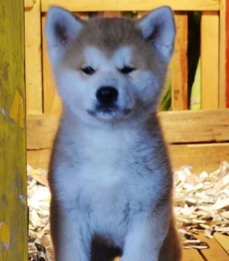 哈尔滨秋田犬舍出售宠物狗狗 哪里有狗卖 狗市