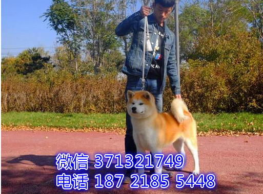 长沙特价秋田犬出售纯种幼犬 长沙犬舍哪里有宠物狗