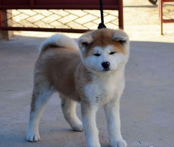 杭州宠物狗出售纯种秋田犬 犬舍宠物狗市场在