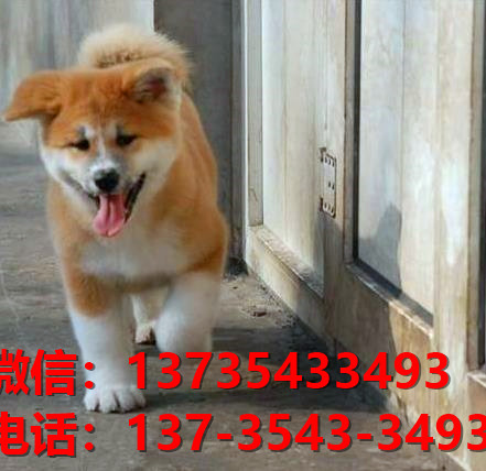 纯种秋田犬幼犬 成都犬舍宠物狗狗市场在哪里