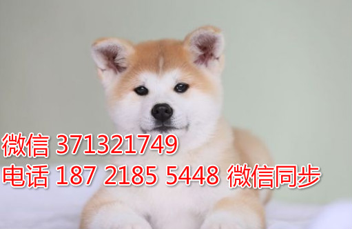 合肥狗狗 秋田出售纯种 合肥犬舍 全国发货