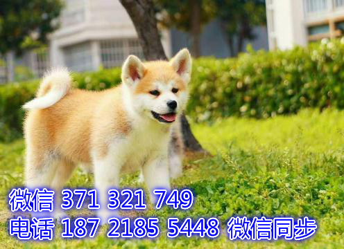 天津全国发货 日本秋田犬出售幼犬 天津宠物狗