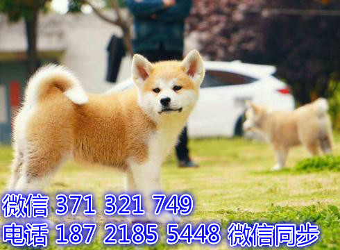 沈阳全国发货秋田纯种幼犬 沈阳犬舍促销