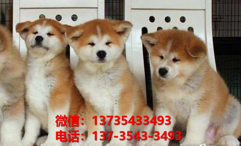 成都宠物狗犬舍出售纯种秋田犬宠物狗市场在哪里卖狗哪里有狗狗领养