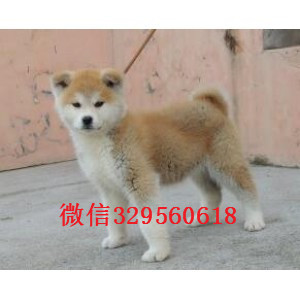  长沙秋田犬多少钱 纯种日系秋田出售 秋田犬