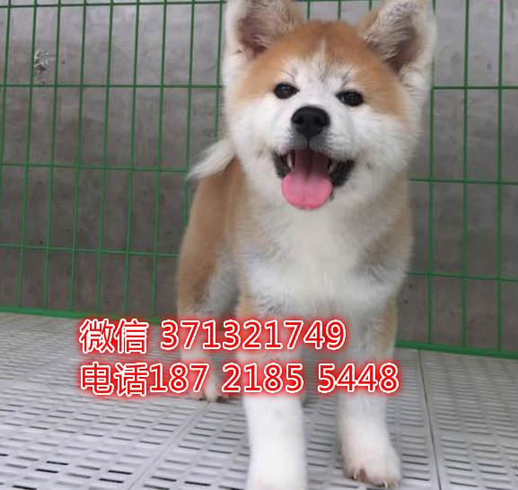 沈阳狗狗 秋田出售纯种幼犬 特价宠物狗狗