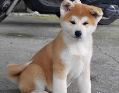 合肥宠物狗狗犬舍出售纯种秋田犬宠物狗市场在