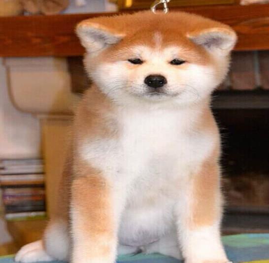 成都宠物狗犬舍出售纯种秋田犬宠物狗市场在哪