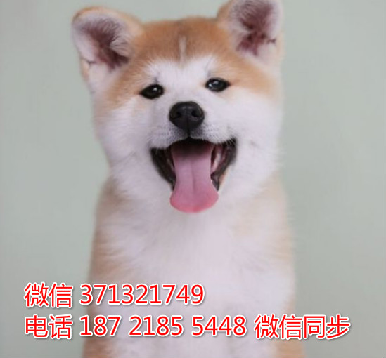 成都精品宠物 秋田犬出售纯种 成都犬舍狗场