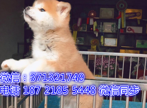 特价秋田出售纯种幼犬 专业繁殖专业发货 可上门看绕