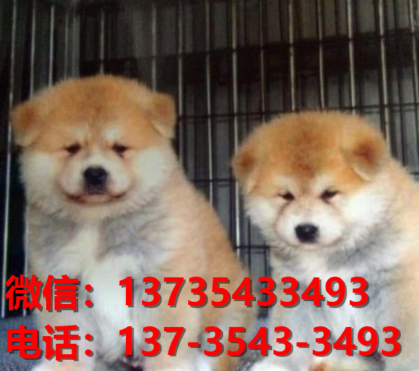 健康正宗的秋田犬 合肥犬舍宠物狗狗出售在哪有狗市场卖狗买狗地方