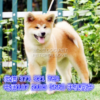 秋田犬幼犬出售纯种 狗场直销宠物 哪里有宠物狗狗谈