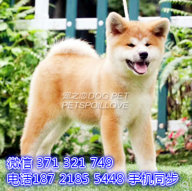 秋田犬幼犬出售纯种 狗场直销宠物 哪里有宠物狗狗敌