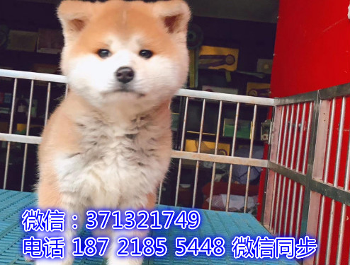 特价秋田出售纯种幼犬 专业繁殖专业发货 可上