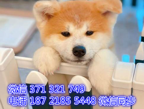 宠物狗狗秋田全国可以发货 犬舍繁殖 包健康没