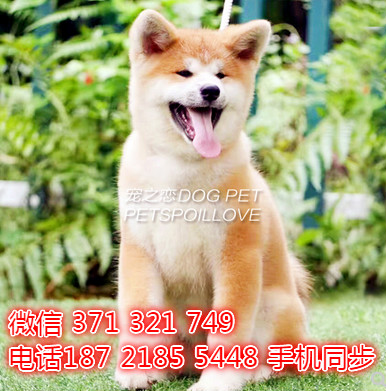 秋田犬幼犬出售纯种 狗场直销宠物 哪里有宠物