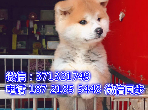 特价秋田出售纯种幼犬 专业繁殖专业发货 可上门看父