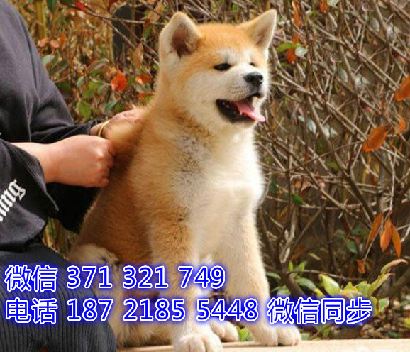 宠物市场 哪里有宠物秋田，精品小型中型大型犬狗狗詹