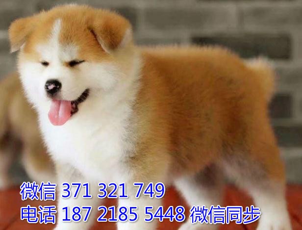 犬舍直销，哪里有宠物秋田犬，精品小型中型大型犬狗狗扛