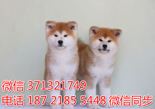 秋田出售 宠物狗狗  宠物市场 狗狗图片 买卖狗狗毒