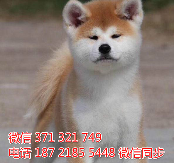 宠物市场 哪里有宠物秋田，精品小型中型大型犬狗狗詹