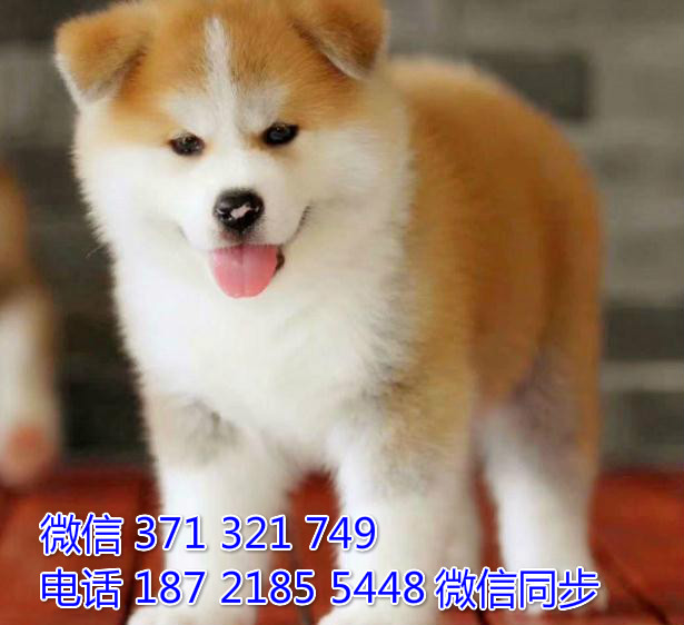 犬舍直销，哪里有宠物秋田犬，精品小型中型大型犬