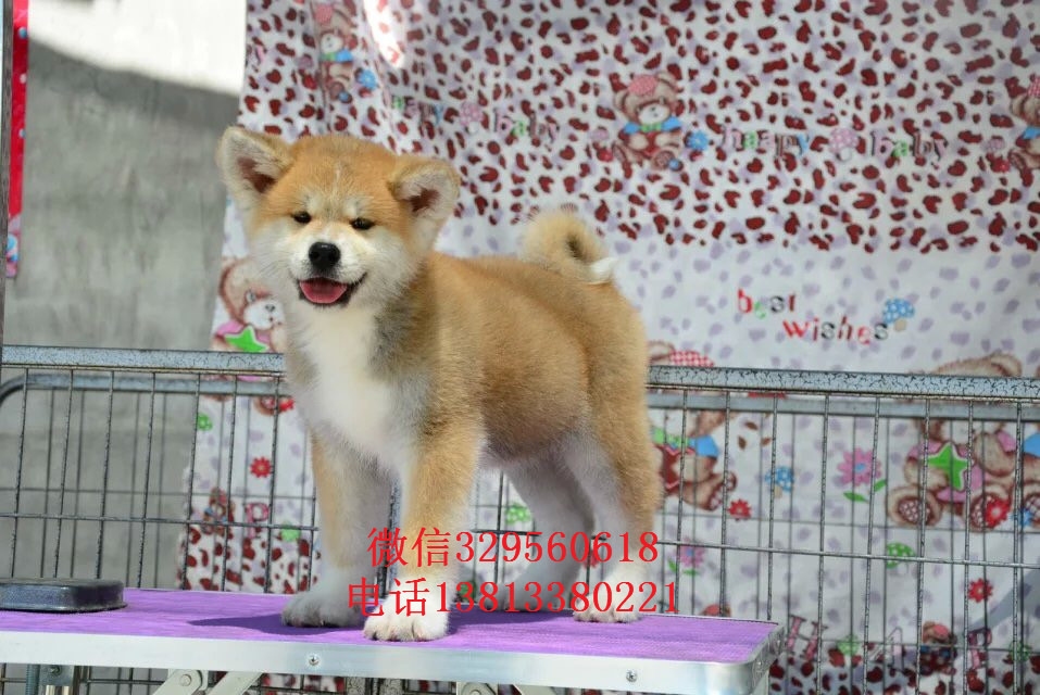  沈阳秋田犬多少钱 纯种秋田出售 秋田犬价格 