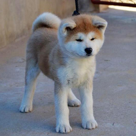 佛山哪里有卖拉布秋田犬 佛山秋田犬一只多少钱 可送货