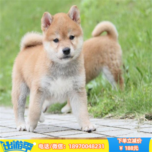 武汉本地纯种柴犬秋田犬 武汉宠物狗狗出售