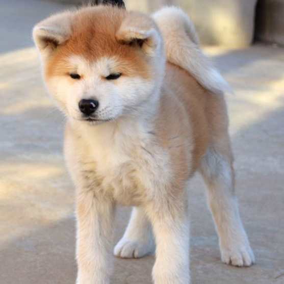 东莞秋田犬一只多少钱 东莞哪里买秋田犬有保障