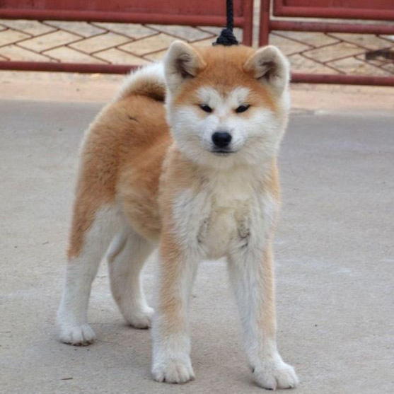 广州买狗 广州哪里有买狗靠谱 秋田犬一只多少钱