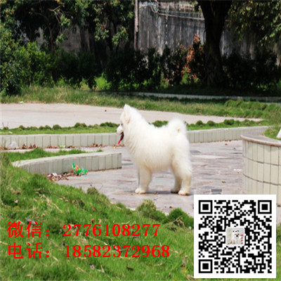 中山哪里有卖萨摩耶犬 萨摩耶雪橇犬纯种健康 