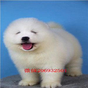 顶级优秀宁波犬舍促销出售萨摩耶 疫苗防疫已做齐全