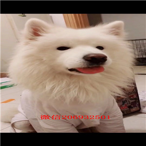 顶级优秀宁波犬舍促销出售萨摩耶 疫苗防疫已做齐全