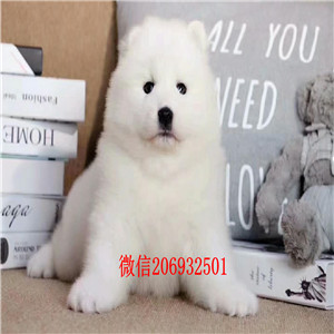 顶级优秀宁波犬舍促销出售萨摩耶 疫苗防疫已