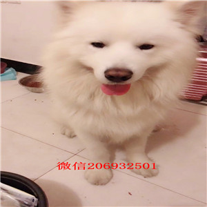 顶级优秀宁波犬舍促销出售萨摩耶 疫苗防疫已做齐全