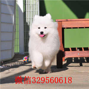  宁波哪里能买到纯种萨摩耶 宁波哪里有卖纯种