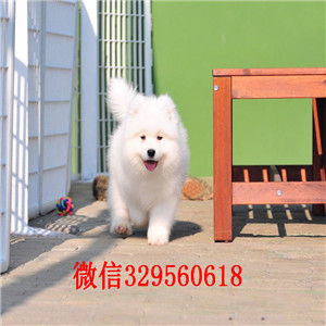 萍乡哪里有纯种健康的萨摩耶出售 萨摩耶微笑