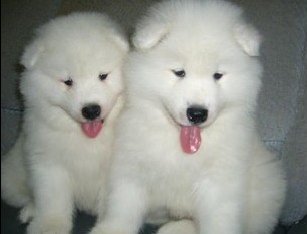 宠物狗萨摩耶犬价格萨摩耶犬图片萨摩耶犬出售