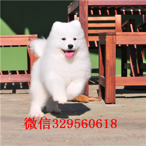 许昌萨摩耶哪里的纯种健康 萨摩耶哪里的好 萨