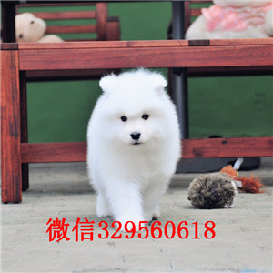  莆田哪里有卖萨摩的 纯白萨摩多少钱 标准萨