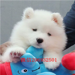 宁波专业养殖基地转让微笑天使萨摩耶签协议送