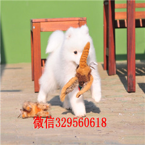 安康哪里有卖纯种萨摩耶萨摩耶多少钱出售纯种