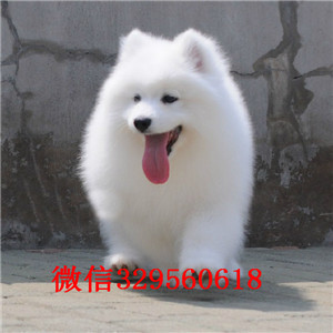 莆田出售纯种白色萨摩耶萨摩耶价格赛级萨摩耶