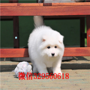 巢湖哪里能买到纯种萨摩耶萨摩耶价格双血统赛