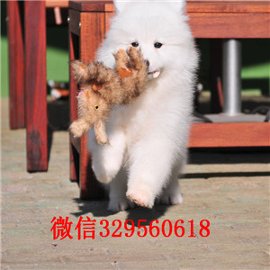 南昌哪里有卖纯种萨摩耶萨摩耶犬舍狗场出售萨