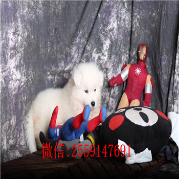  黄石哪里卖健康的萨摩耶 黄石萨摩耶怎么卖 