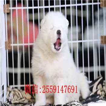 十堰纯种萨摩耶怎么卖 十堰哪里卖的萨摩耶便
