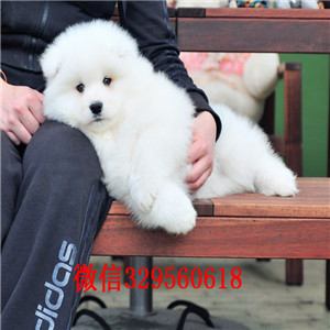 铜川哪里能买到纯种萨摩耶萨摩耶多少钱出售极