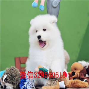 定西出售纯种白色萨摩耶萨摩耶多少钱出售萨摩